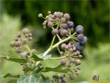 Hedera helix. Соплодие. Украина, г. Николаев, Заводской р-н, Намыв, берег р. Южный Буг. 19.02.2018.