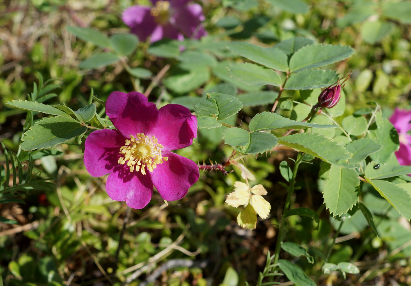 Rosa acicularis