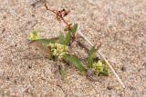 Persicaria scabra. Миниатюрное цветущее растение. Ленинградская обл., окр. пос. Большая Ижора, побережье Финского зал., песчаный береговой вал. 10.09.2017.