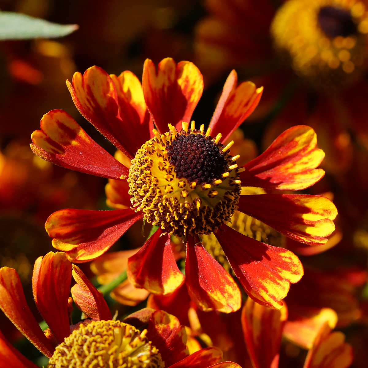 Image of Helenium autumnale specimen.