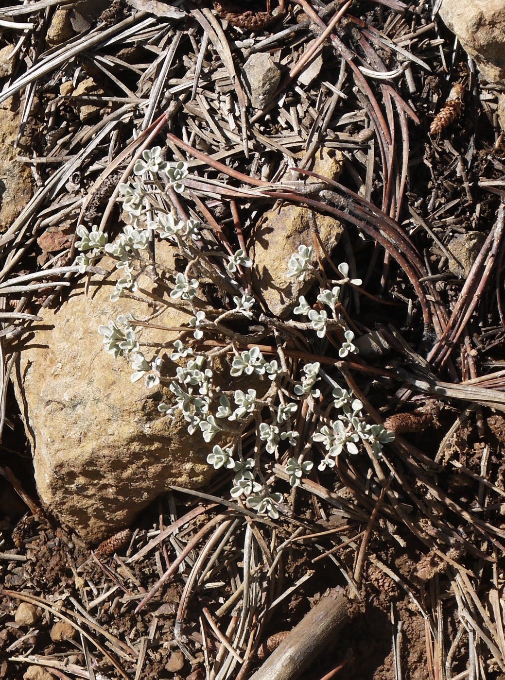 Image of Odontarrhena troodi specimen.