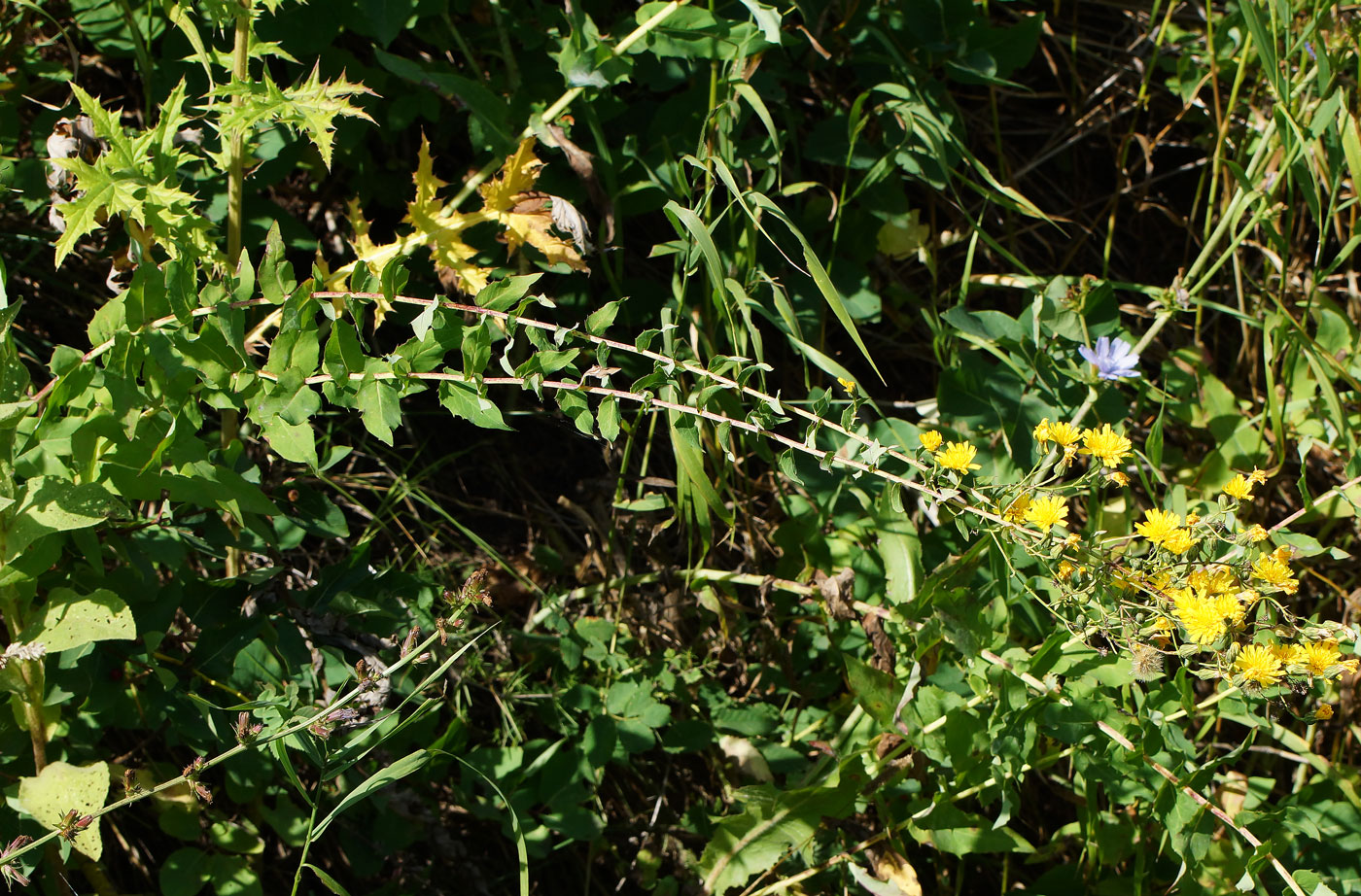 Image of Hieracium robustum specimen.