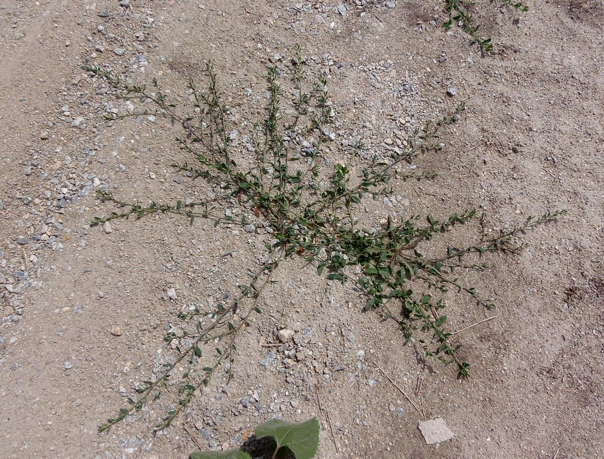 Image of Polygonum aviculare specimen.