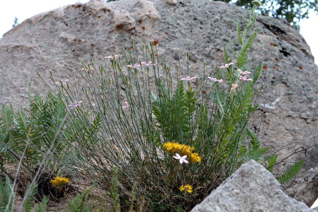 Image of Dianthus uzbekistanicus specimen.