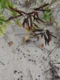 Смотреть изображение Lathyrus japonicus подвид maritimus