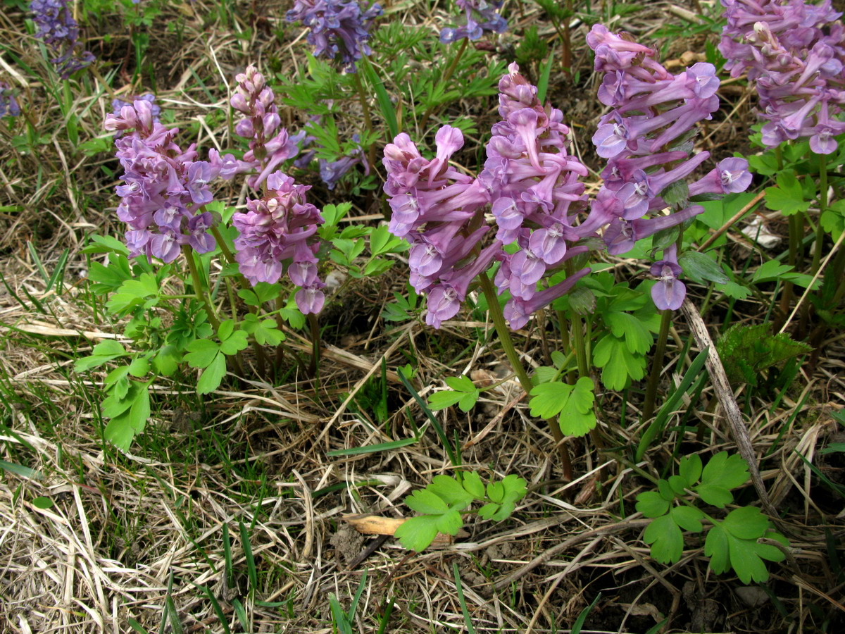 Image of Corydalis tamarae specimen.