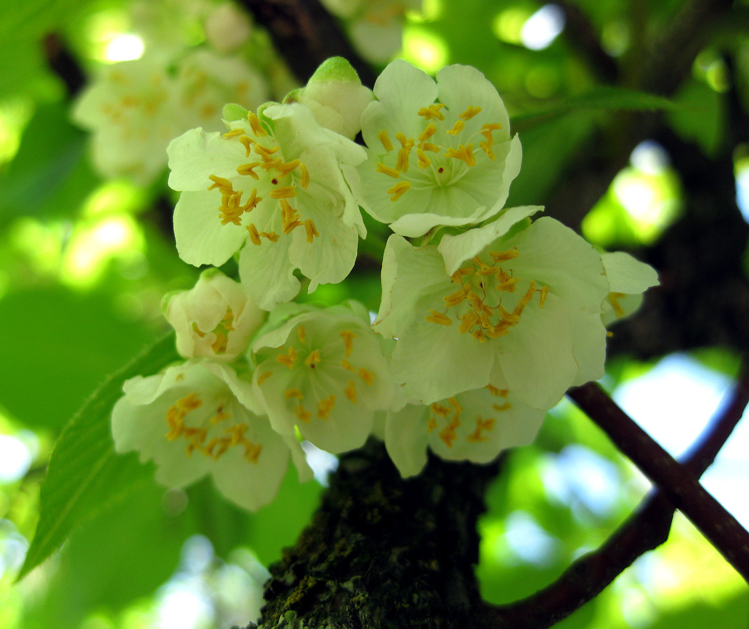 Image of Actinidia kolomikta specimen.