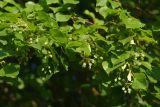 Tilia cordifolia