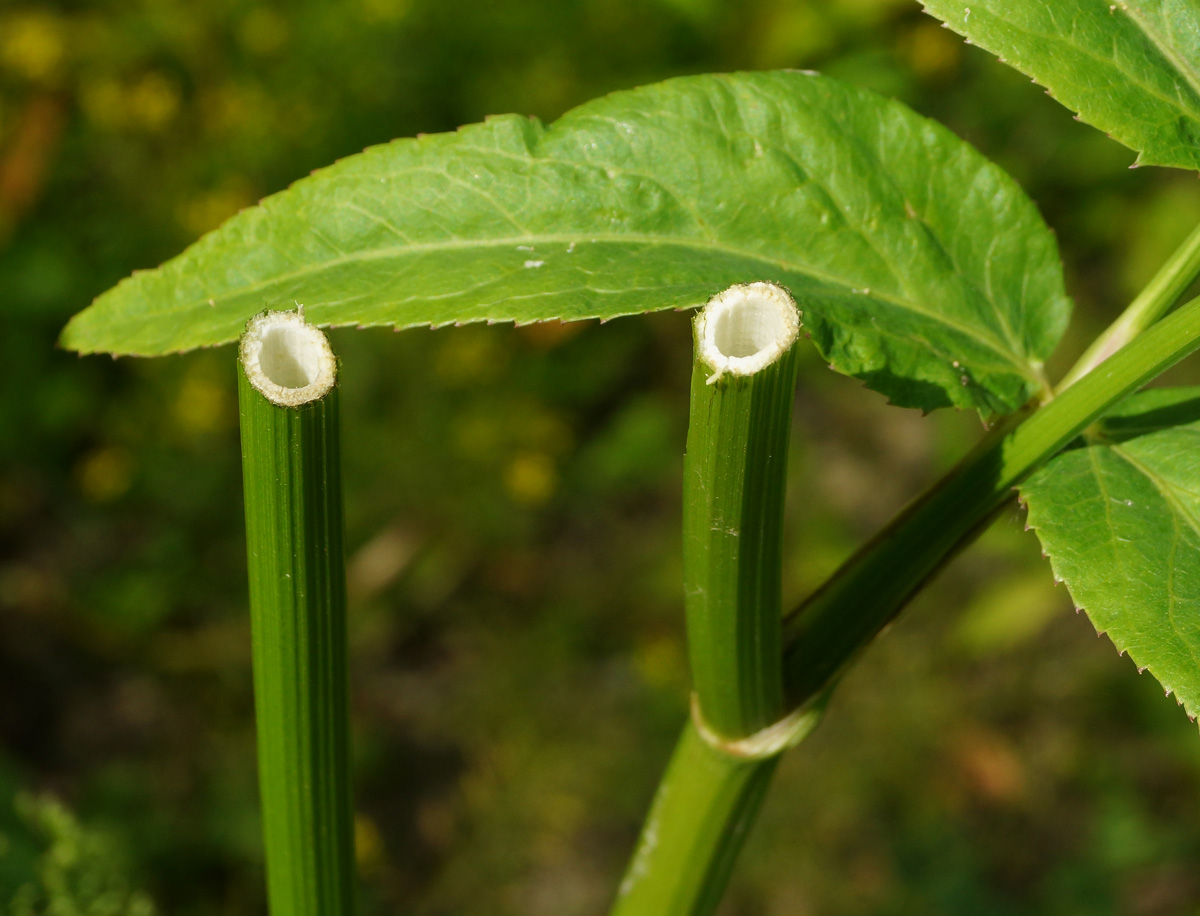 Изображение особи Sium latifolium.