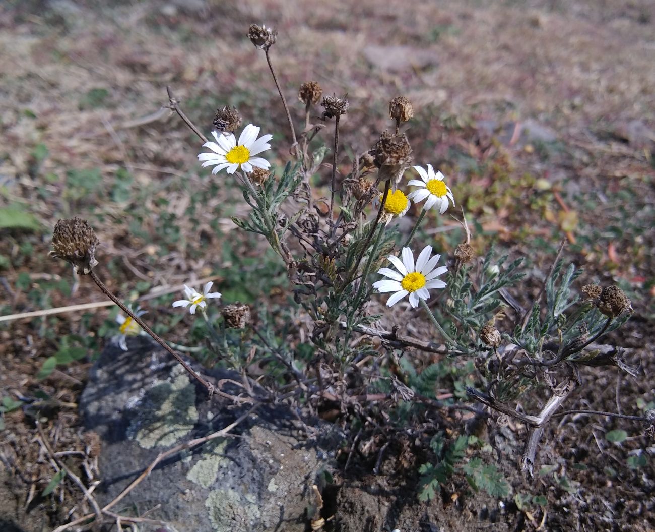 Изображение особи Anthemis ruthenica.