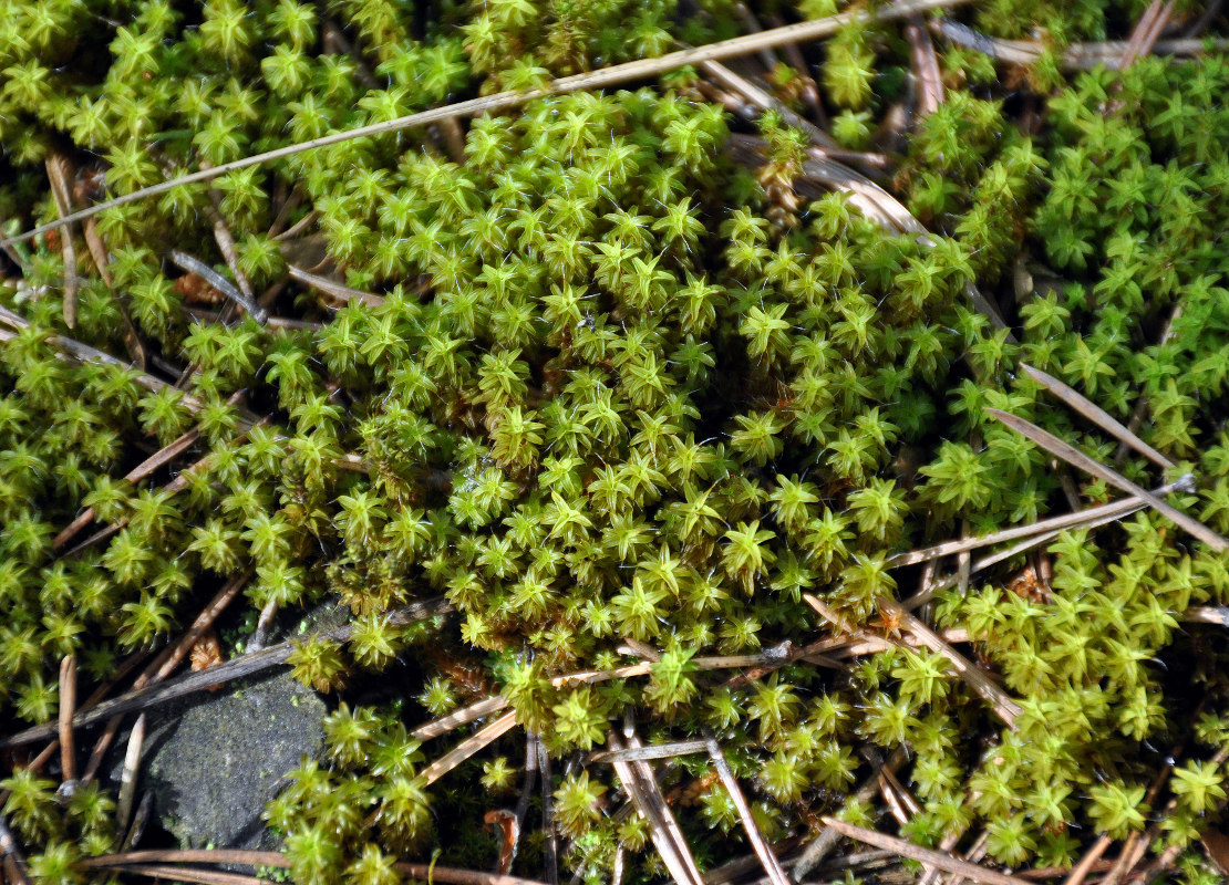 Image of Syntrichia ruralis specimen.