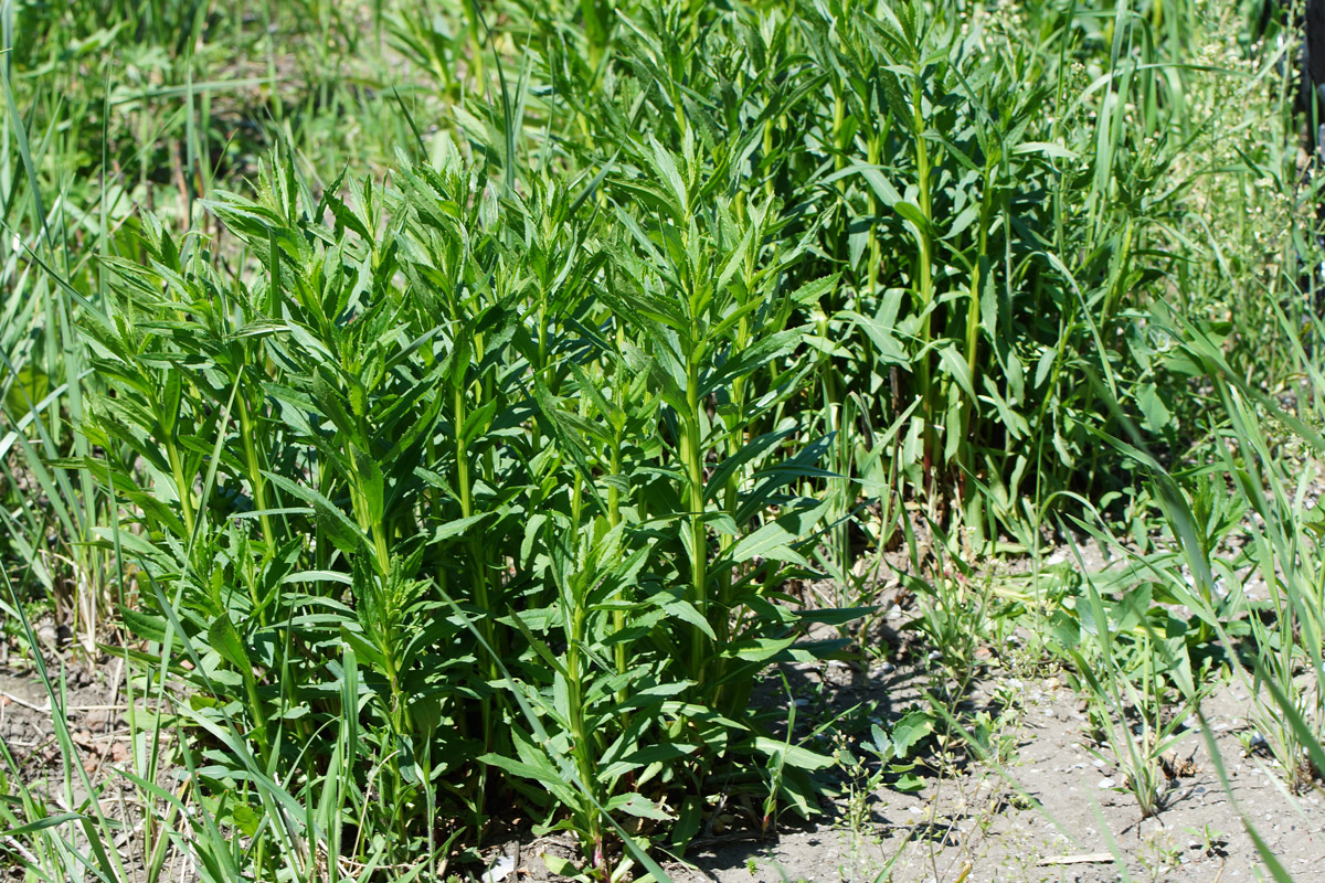 Image of Helenium autumnale specimen.