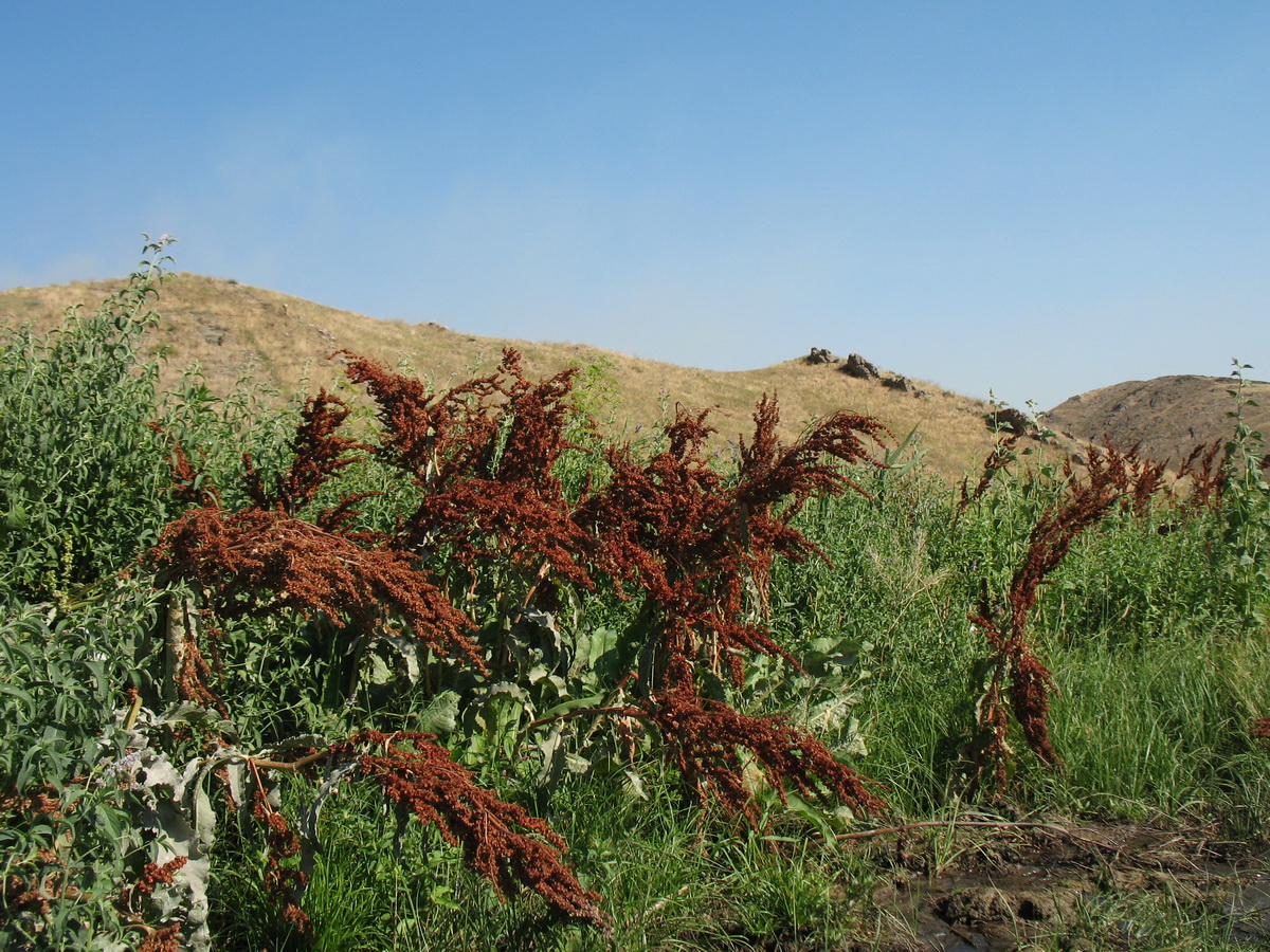 Image of Rumex patientia specimen.