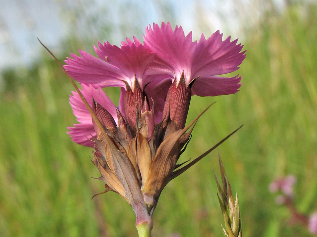 Image of Dianthus commutatus specimen.