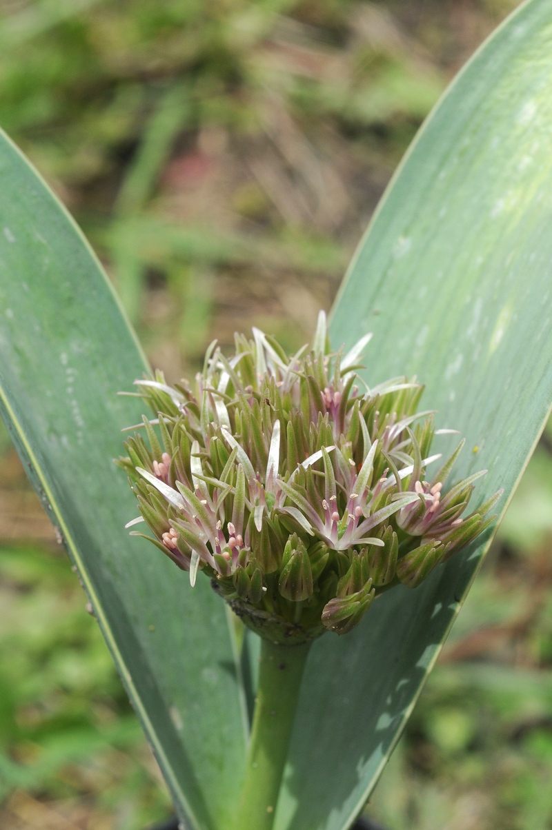 Image of Allium haemanthoides specimen.