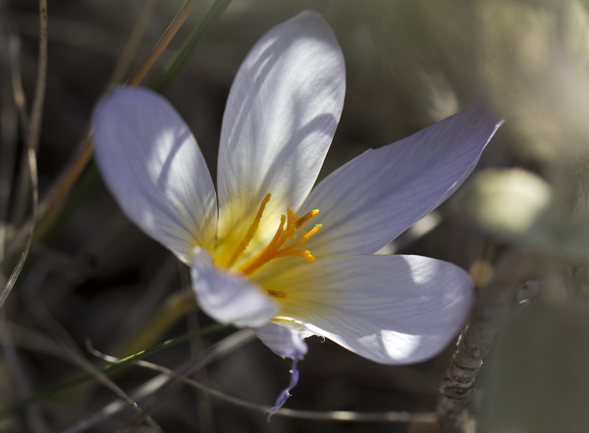 Изображение особи Crocus laevigatus.