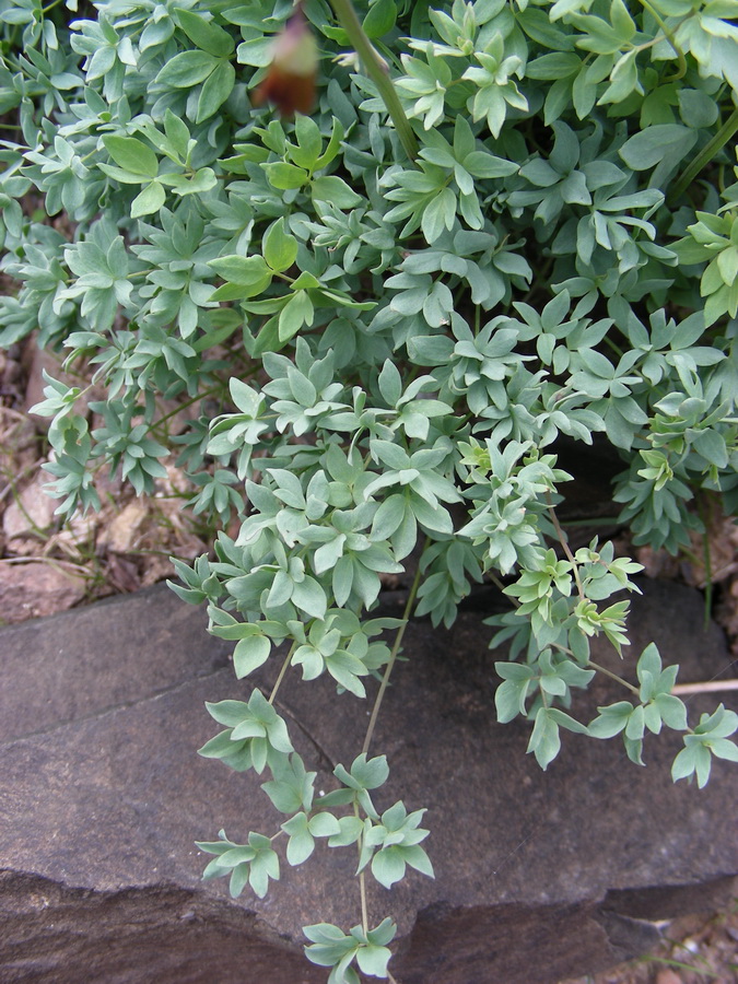 Image of Thalictrum isopyroides specimen.