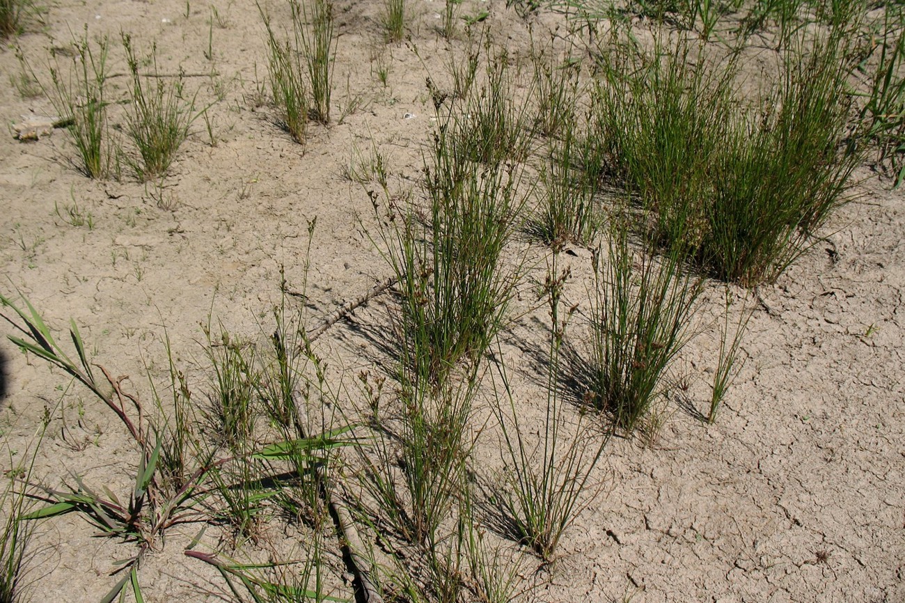 Image of Juncus compressus specimen.