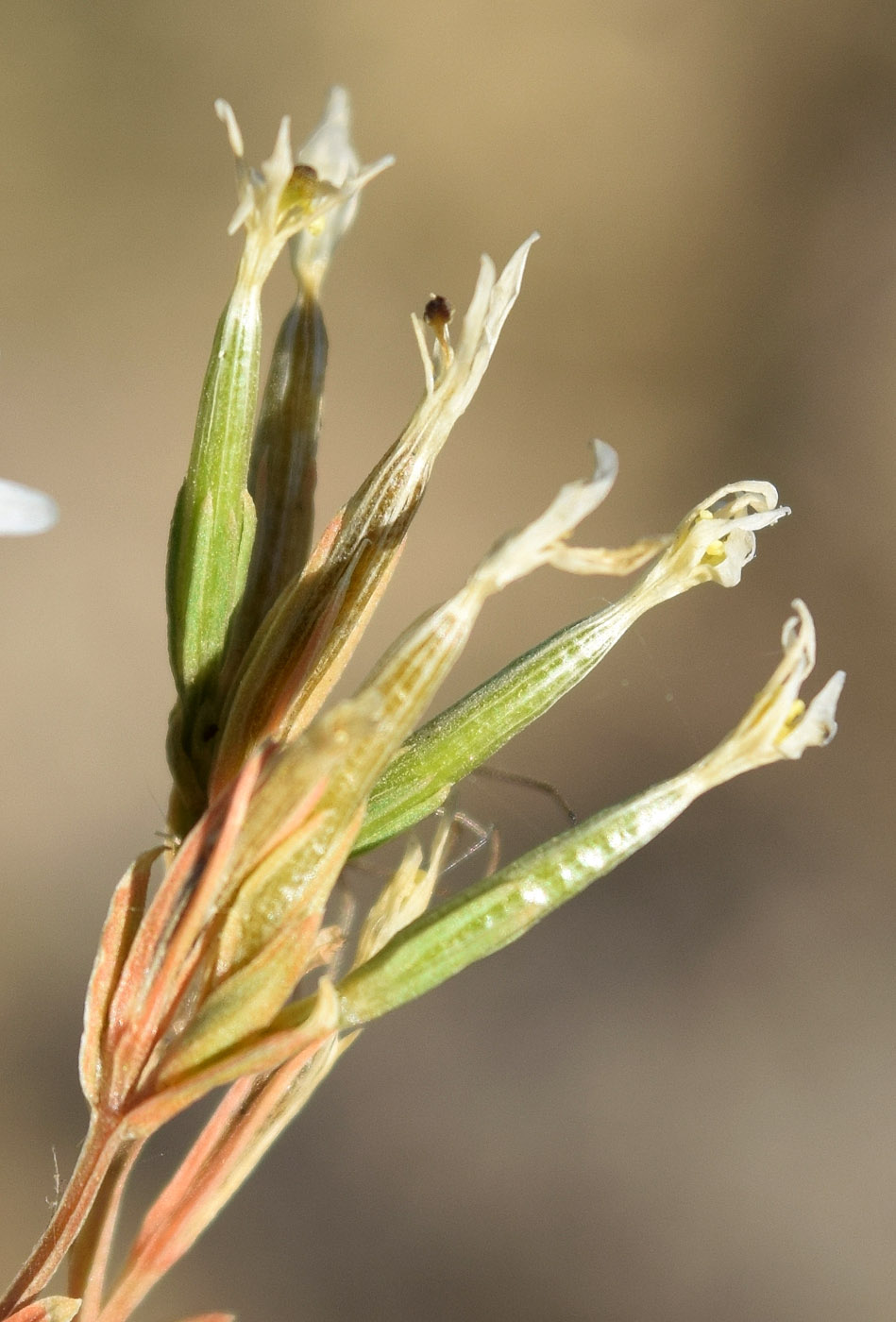 Image of Centaurium meyeri specimen.