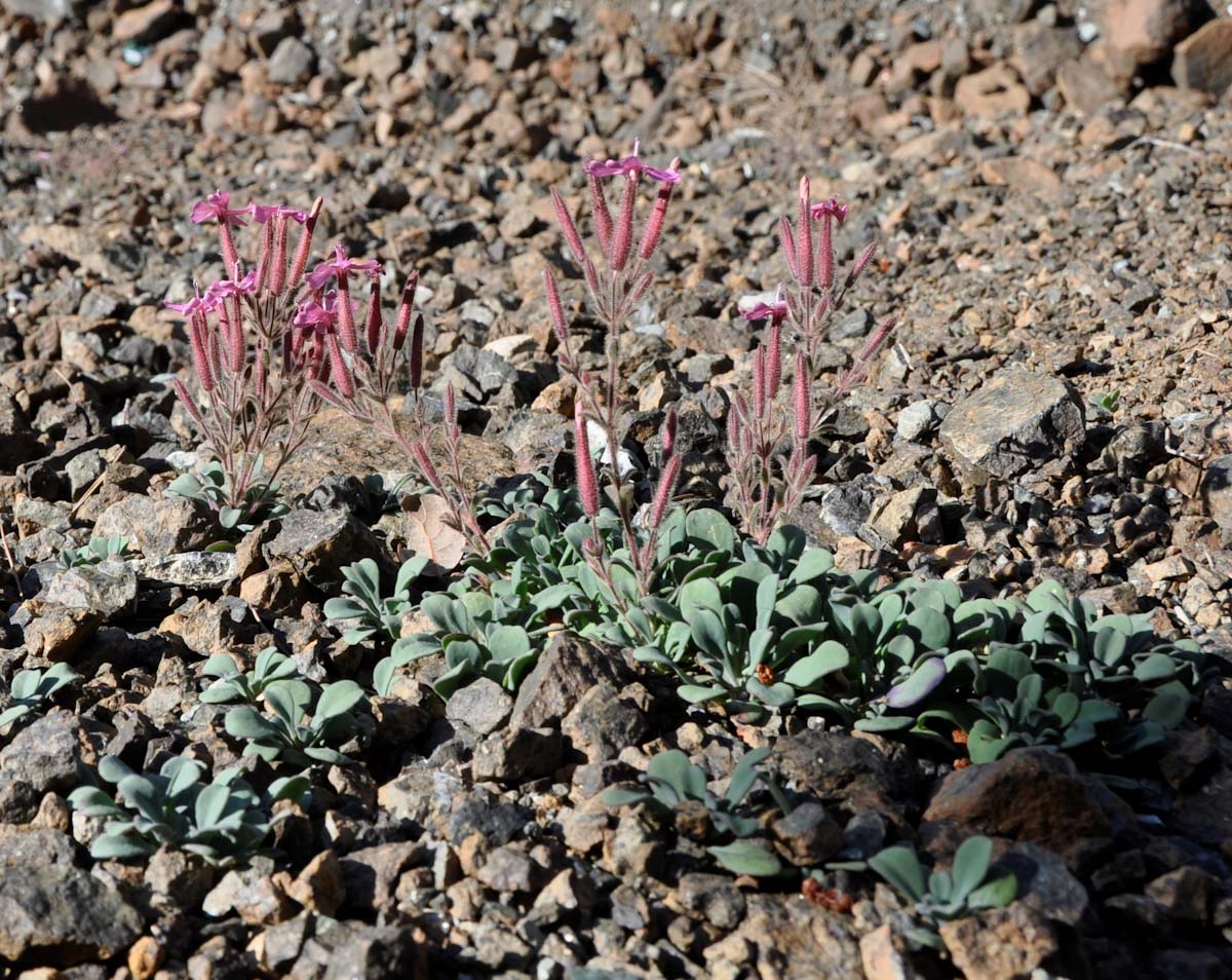 Image of Saponaria cypria specimen.