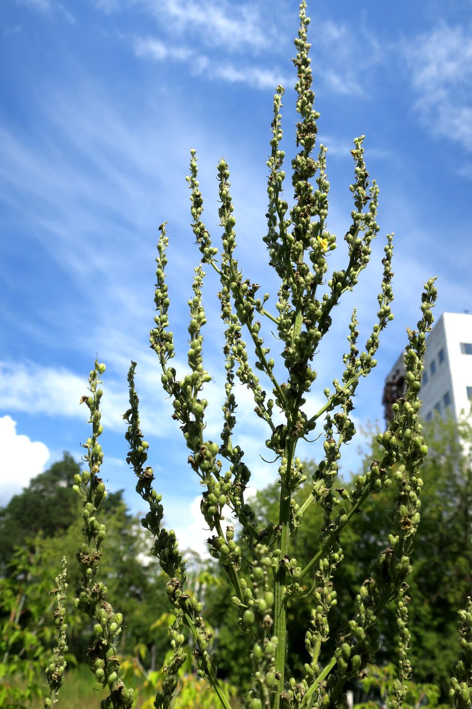 Image of Verbascum lychnitis specimen.