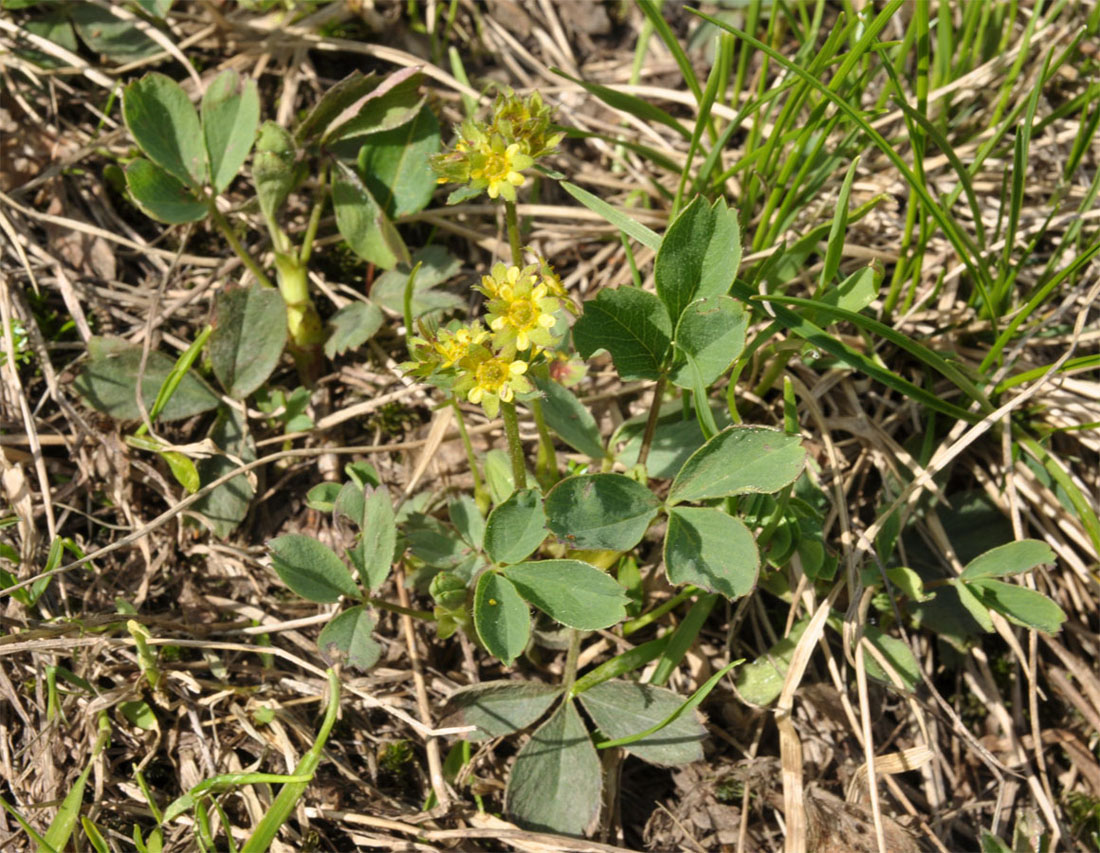 Изображение особи Sibbaldia procumbens.