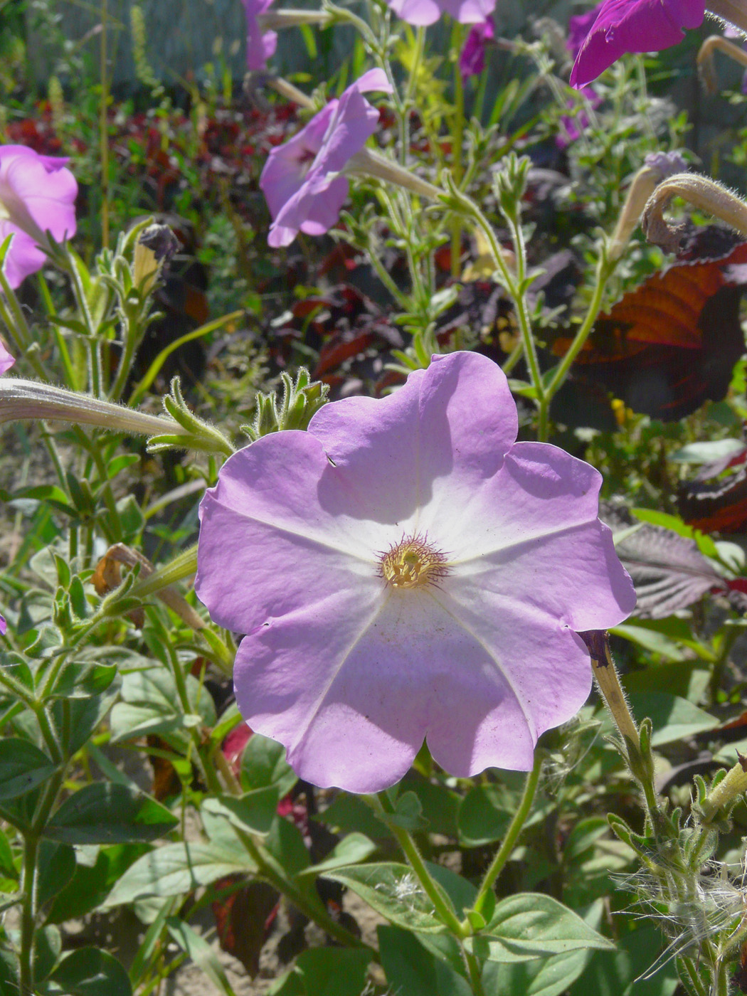 Image of Petunia &times; atkinsiana specimen.