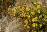 Смотреть изображение Senecio erraticus