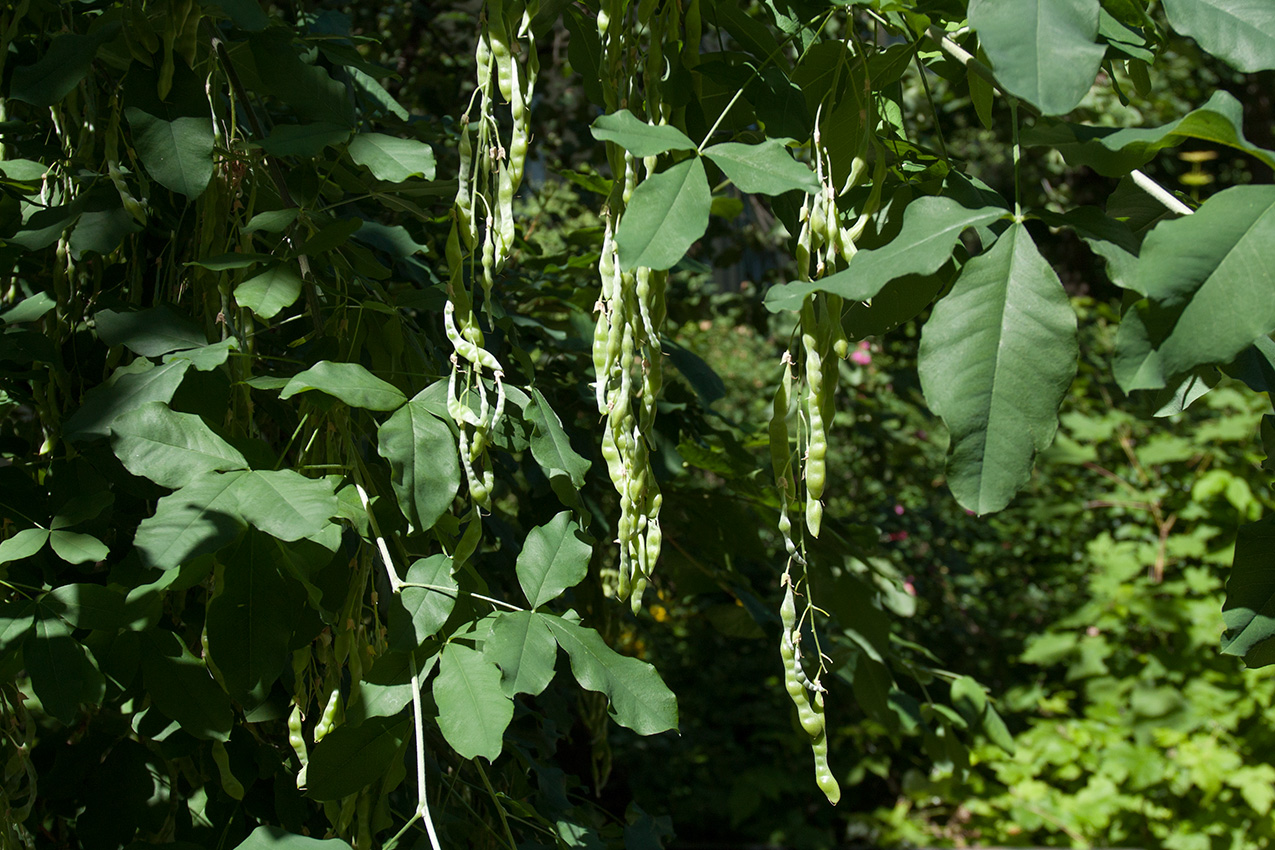 Image of Laburnum anagyroides specimen.