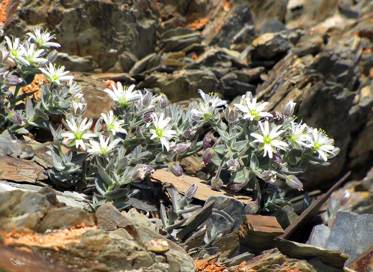 Image of Stellaria turkestanica specimen.