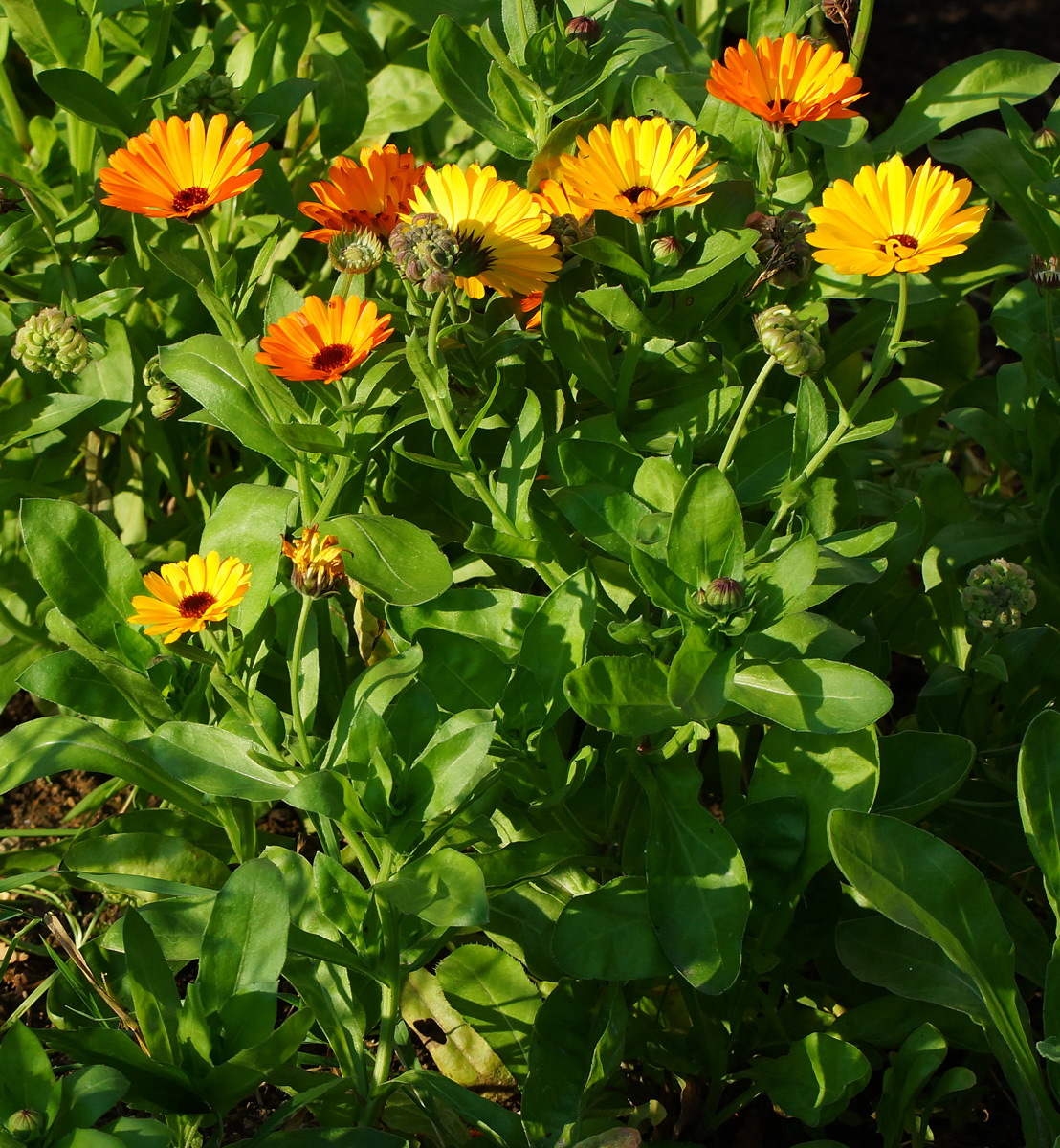 Image of Calendula officinalis specimen.