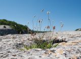 Plantago lanceolata