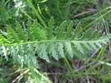 Pedicularis flava