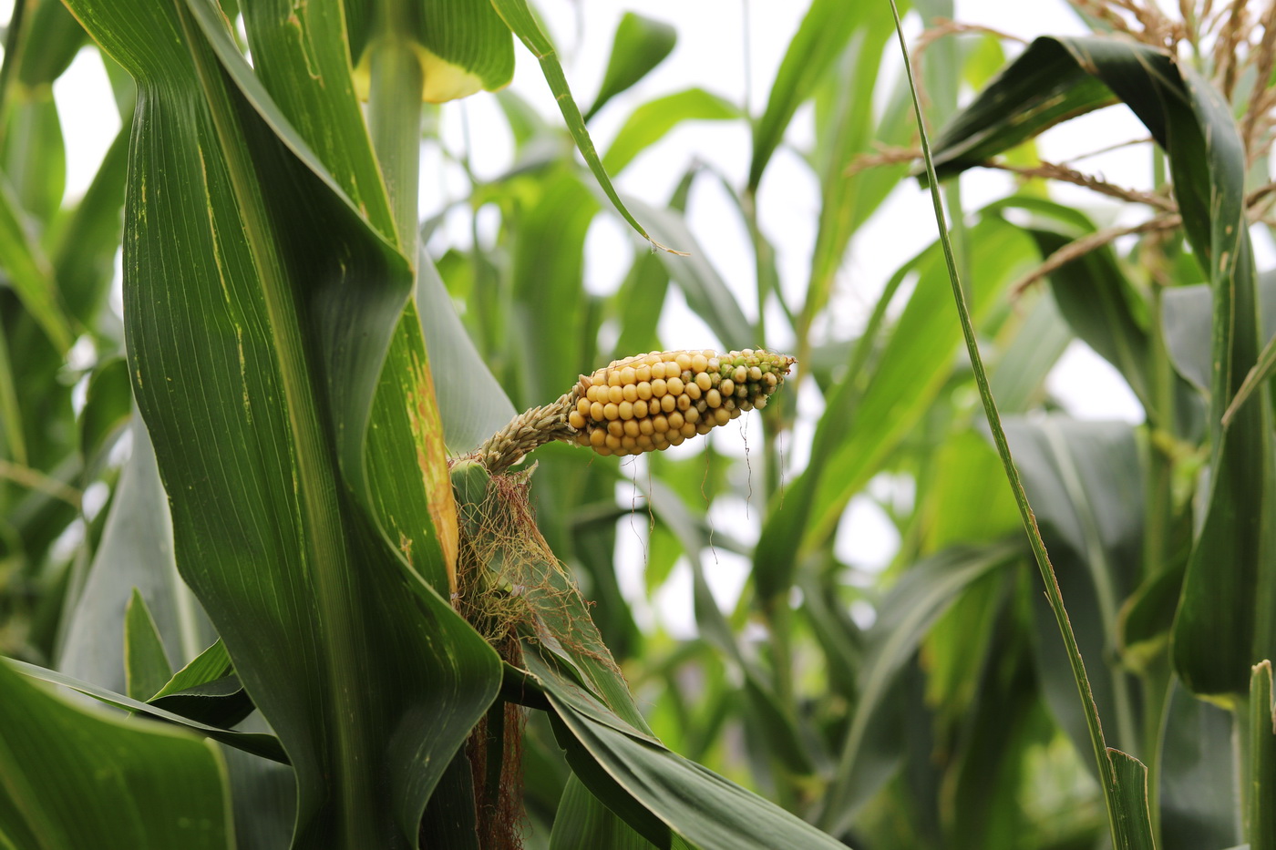 Image of Zea mays specimen.