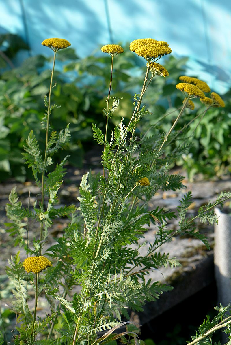 Изображение особи Achillea filipendulina.