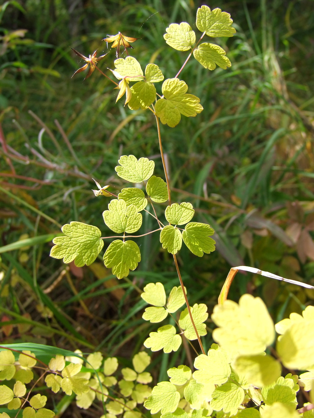 Image of Thalictrum sparsiflorum specimen.