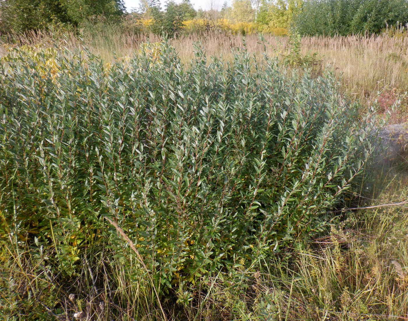 Image of Salix rosmarinifolia specimen.