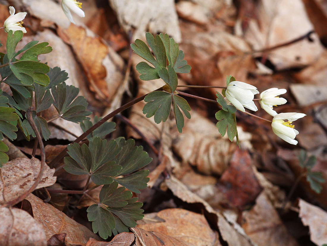 Image of Semiaquilegia manshurica specimen.