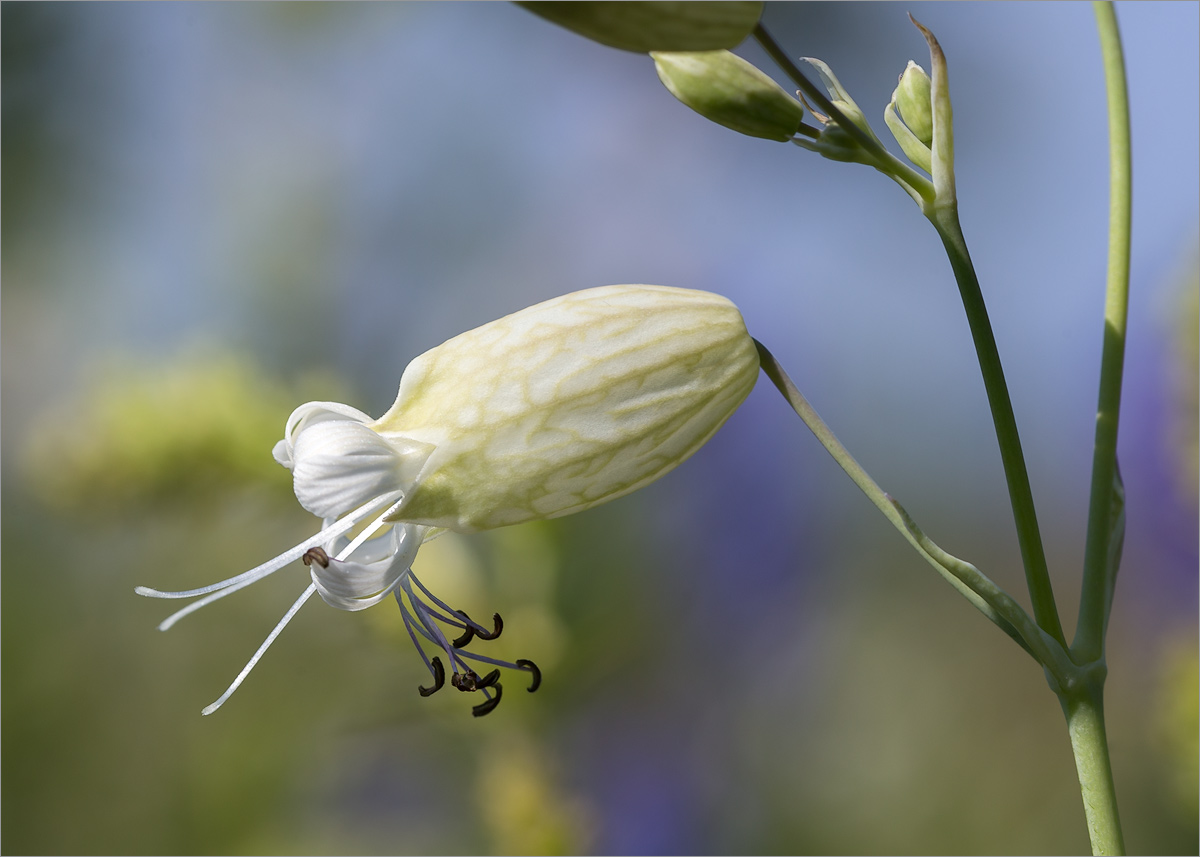 Изображение особи Oberna littoralis.