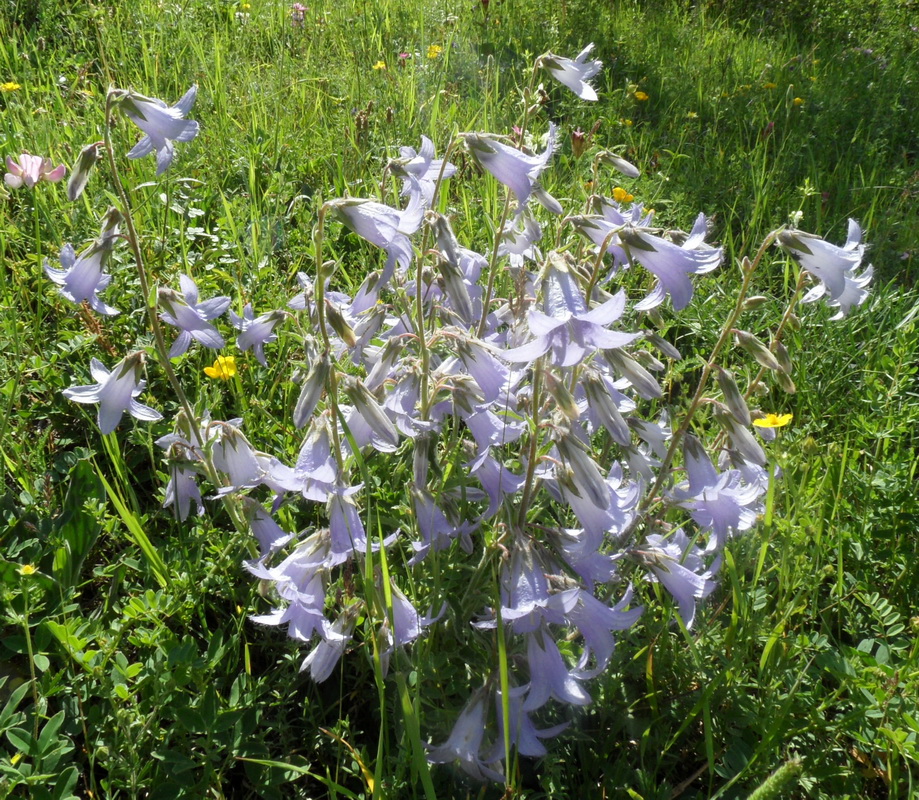 Image of genus Campanula specimen.