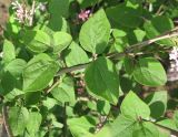 Syringa microphylla