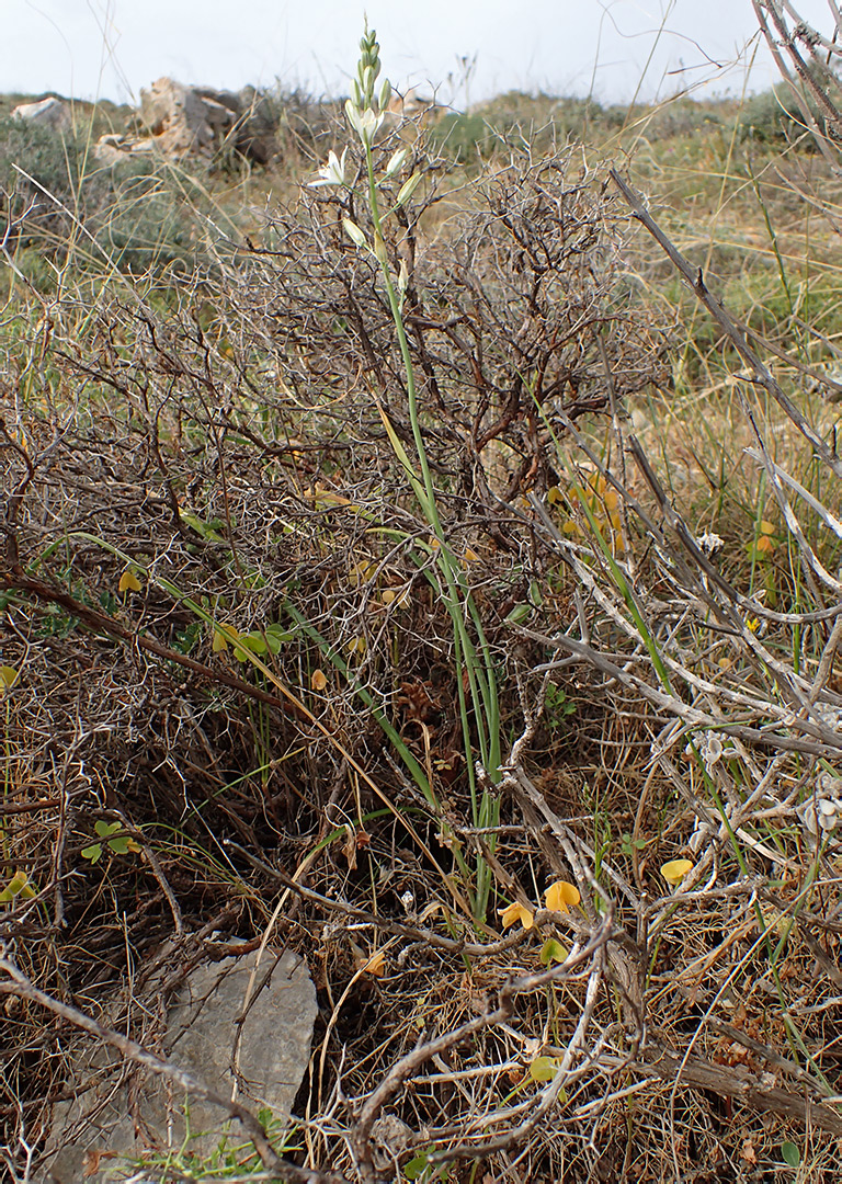 Image of Ornithogalum narbonense specimen.