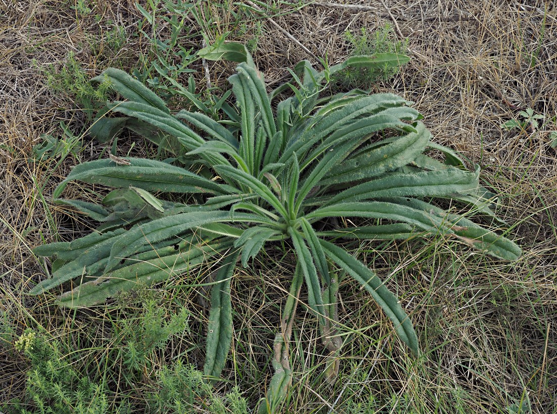 Image of Onosma polychroma specimen.