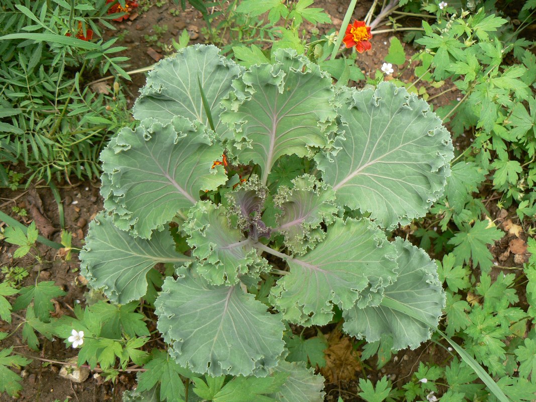 Изображение особи Brassica oleracea var. viridis.