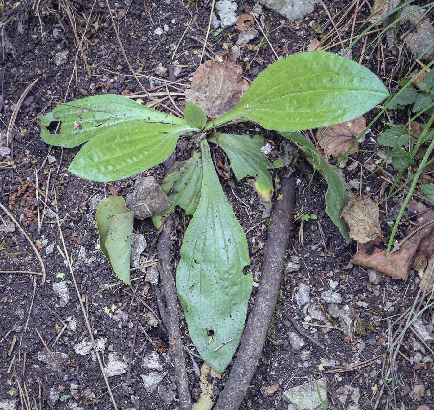 Image of Plantago urvillei specimen.