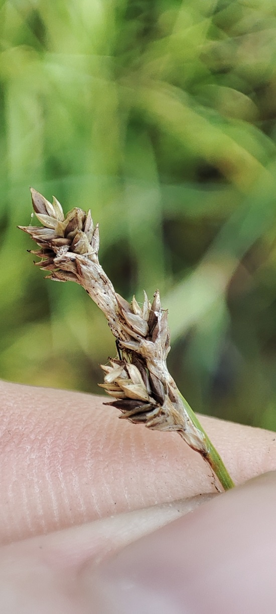 Image of genus Carex specimen.