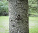 Abies sachalinensis