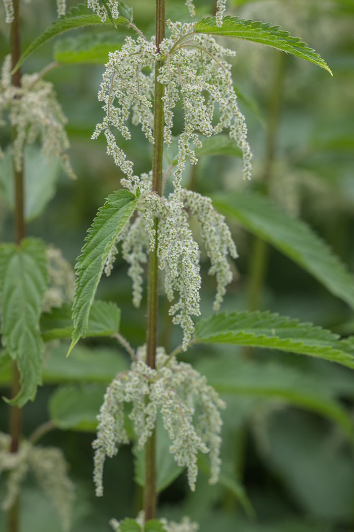 Image of Urtica dioica specimen.