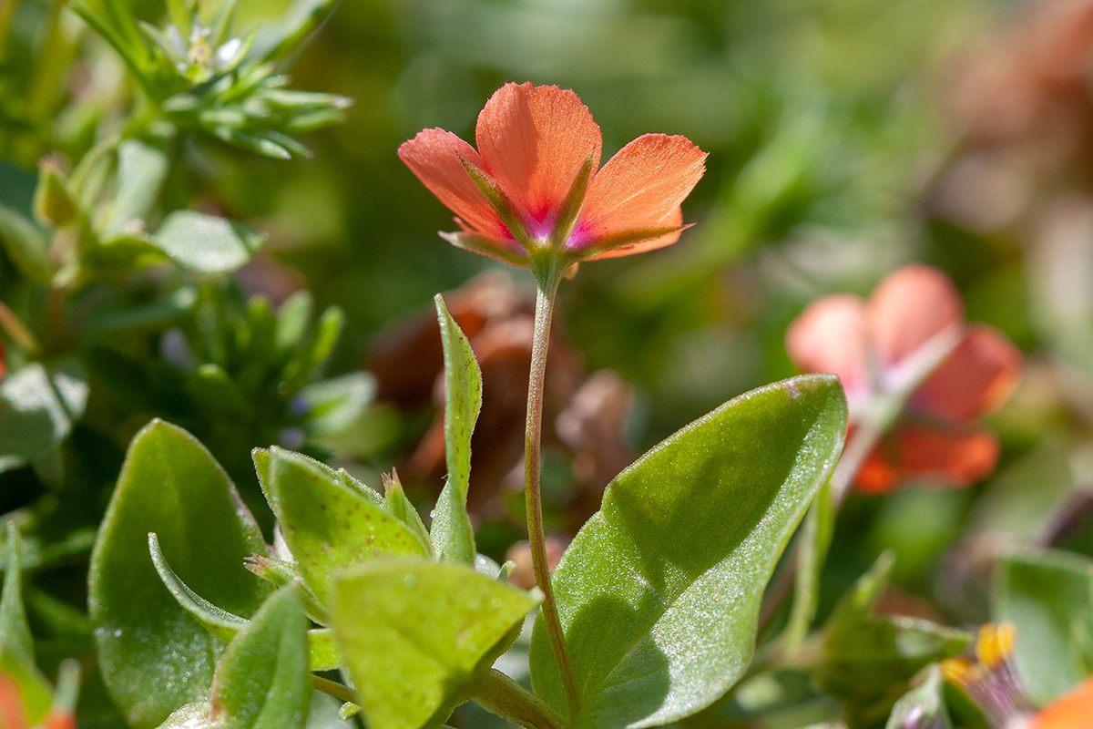 Изображение особи Anagallis arvensis.