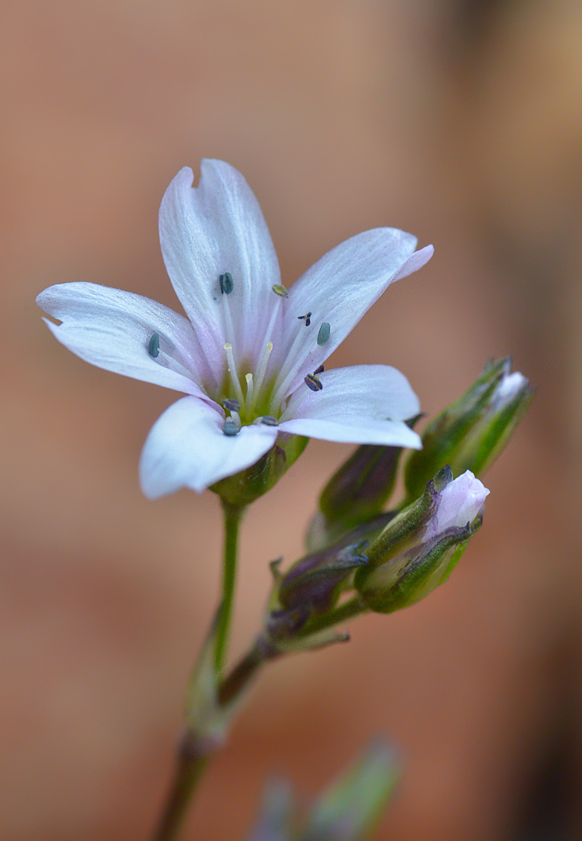 Image of Eremogone lychnidea specimen.